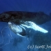 whale_humpback_sb_h_0812_dom0819.jpg